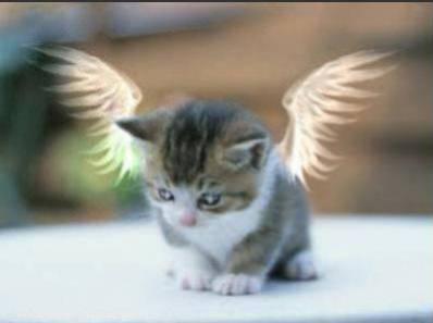 un ange